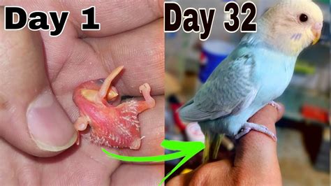 Budgie Growth Stages Day By Day Growing Up Baby Budgie Youtube