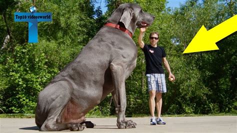 Top 12 Biggest Dogs In The World Worlds Largest Dog Breeds Youtube