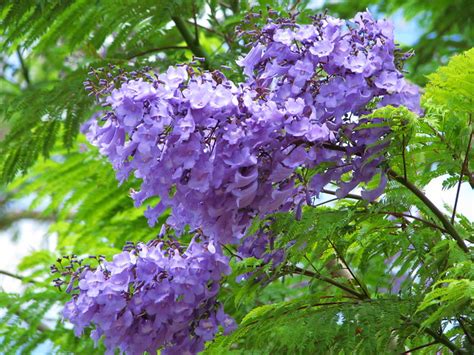 In maturity, it grows to about 10 to 15 feet in height with a spread of 10 feet. Purple flowering trees - a gallery on Flickr