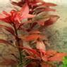 Ludwigia Rubin Ruby Ludwigia Flowgrow Aquatic Plant Database