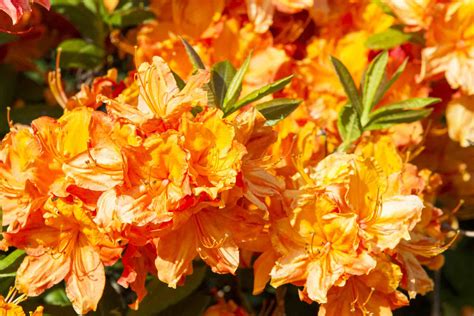 Best Shrubs With Red Or Orange Flowers