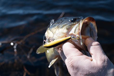 How To Catch Largemouth Bass Complete Guide