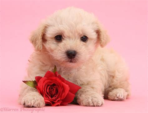 [48+] Free Puppy Valentine Wallpaper on WallpaperSafari