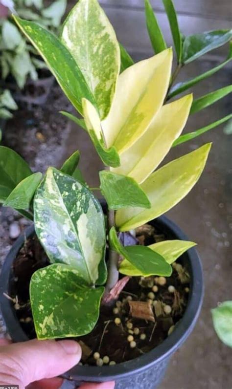 Very Easy To Grow Variegated Zz Plant A Friendly Gardener