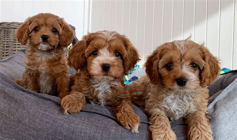 Cavoodles are a wonderful mixed breed as they bring th. cavoodle-puppies-for-sale-urban-puppies-melbourne ...