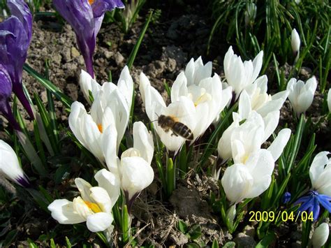 Blog . Jaro 2009 Obrazem