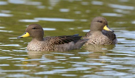 112 Yellow Billed Teal Anas Flavirostris Occurs In Argentina The