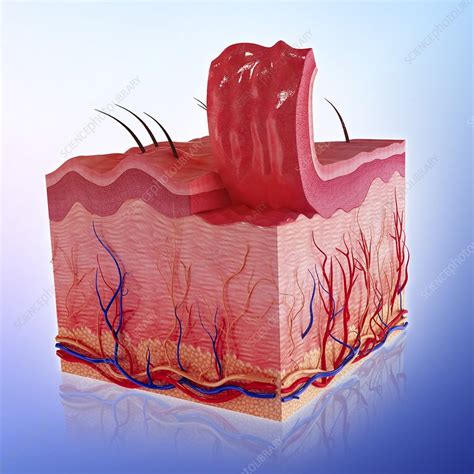 Human Skin Artwork Stock Image F0087073 Science Photo Library