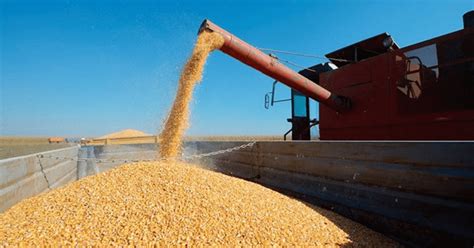 pese a la baja de retenciones las ventas de maíz le ganan a la soja bae negocios