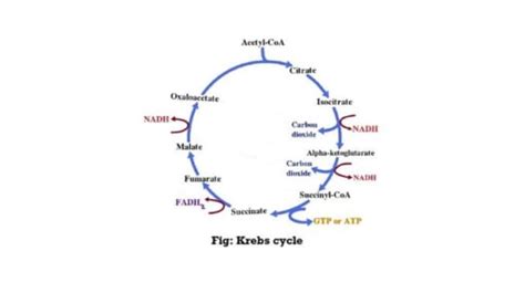 Krebs Cycle Definitions Features And Stages