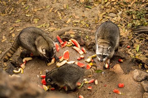 What Do Raccoons Eat 7 Food Sources Catchpiece