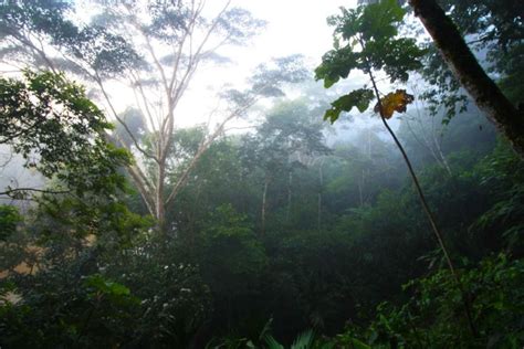 Scientists Discover The Amazon Forest Sets Off Its Own