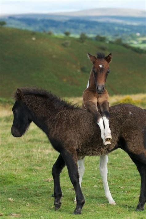 Cute Baby Foals Horse Horses Foal Babyhorse Babyhorses