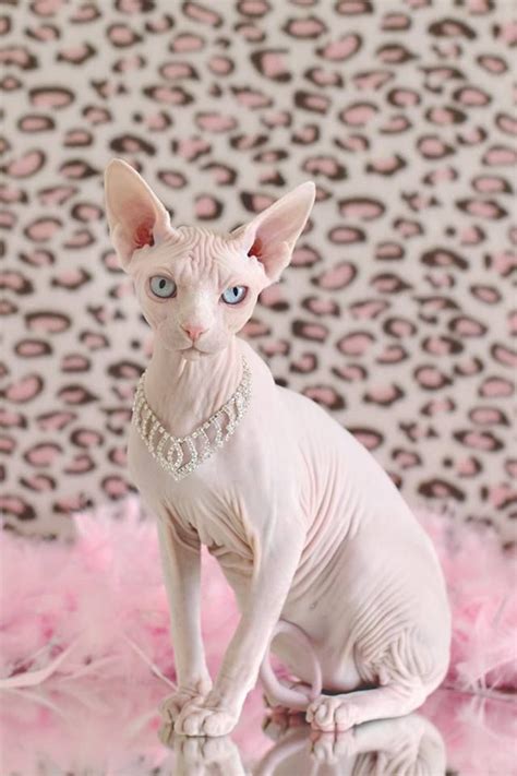 White Sphynx Sphynxcat Pretty Cats Cute Cats Beautiful Cats