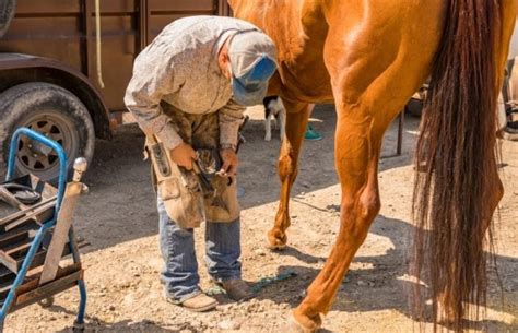 How To Become A Horse Farrier Essential Guide