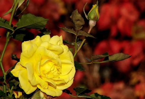 Gambar Bunga Mawar Warna Kuning