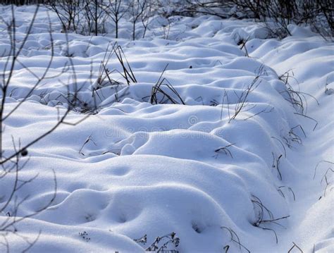 Snowbound Winter Meadow Stock Photo Image Of Capped 63698004