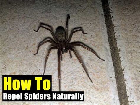 We did not find results for: How To Repel Spiders Naturally - SHTF Prepping ...