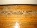 Termites Hardwood Floors Images