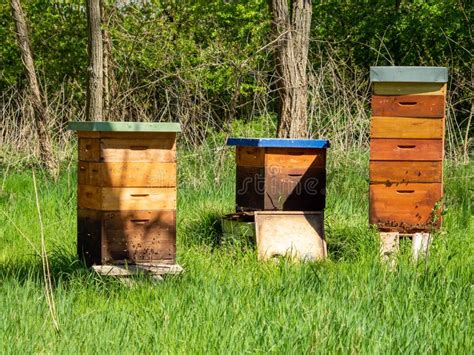 Bee Hives Among Trees Stock Photo Image Of Apiculture 246611936