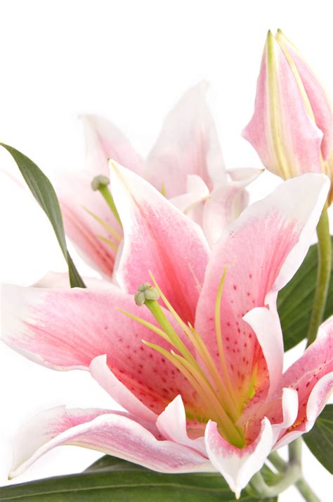 Maybe you would like to learn more about one of these? Symbolic Meanings of Flowers That You've Been Wanting to ...