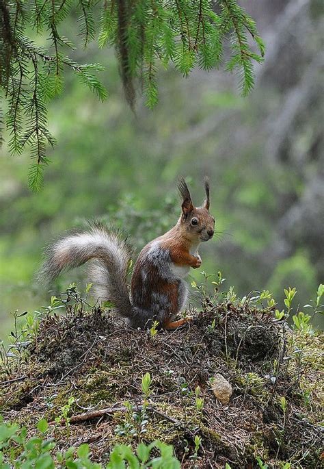 1603 Best Squirrel Love Chipmunks Too Images On
