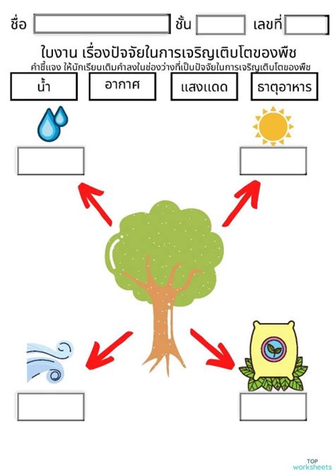 ใบงานเรื่องปัจจัยในการเจริญเติบโตของพืช ใบงานเชิงโต้ตอบ Topworksheets