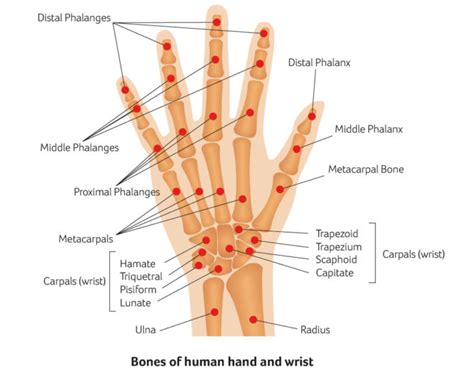 Hand And Wrist Surgery Causes And Treatments Ssc