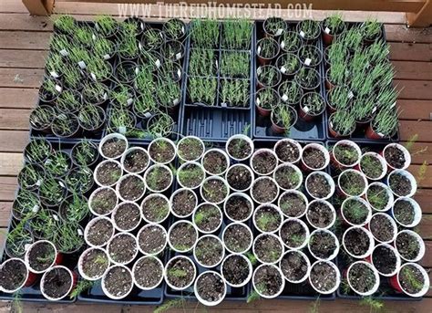 How To Grow Lavender From Seed Using The Winter Sowing Method Growing Lavender Lavender Seeds