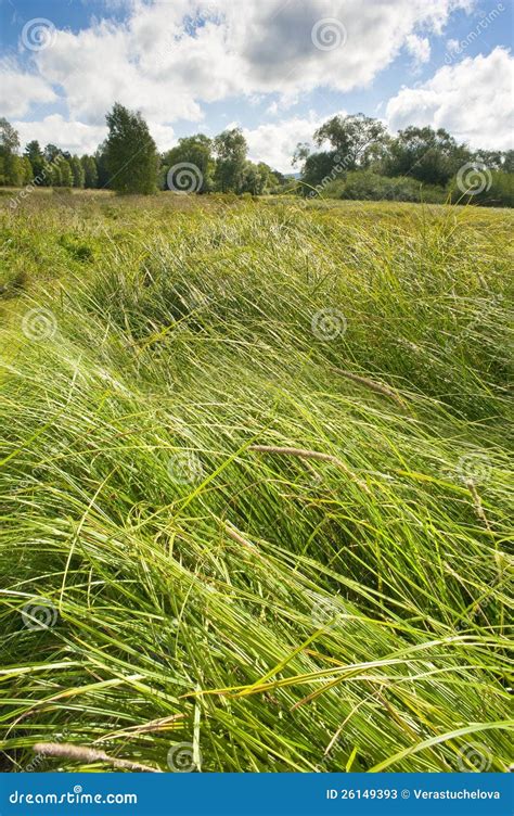 Summer Meadow With High Grass Stock Image Image Of Landscape Plant