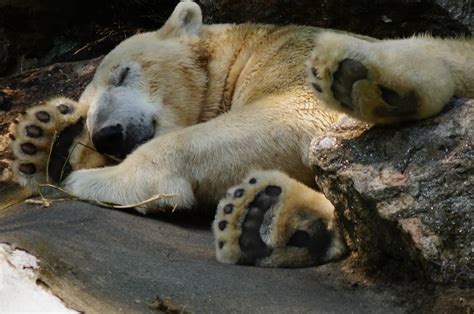 Pin By Northpointe Foot And Ankle On I Love Animals Polar Bear