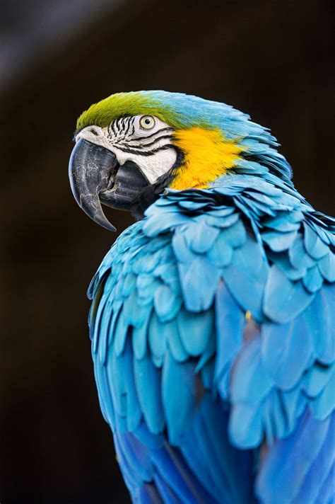 Macaw Profile Parrot Parrot Pet Macaw