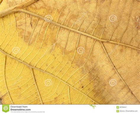 Line Detail On Dry Teak Leaf Stock Image Image Of Background Ecology
