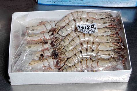 Black Tiger Shrimps Fresh Water Shrimps Harina Shrimps Buy From