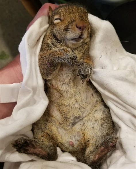Wonderful Woman Drives 45 Minutes To Help Injured Squirrel Who Fell