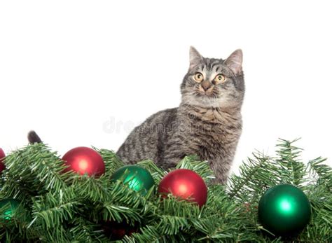 Cute Tabby Kitten With Christmas Tree Stock Image Image Of Ornaments