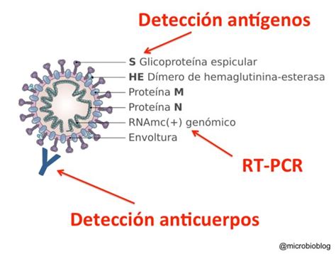 Coronavirus Los 3 Test Que Juntos Nos Ayudarán A Controlar La Pandemia