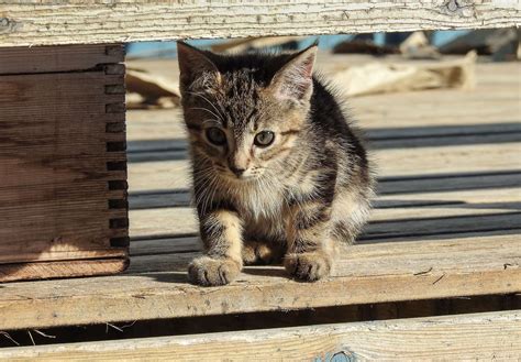 When Can Kittens Go Outside How To Keep Them Safe Cat Hideout