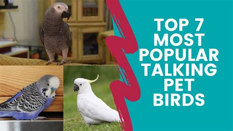 Top 7 Most Popular Talking Pet Birds Youtube