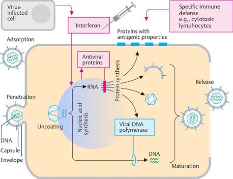 Antiviral Drugs Pharmacology An Illustrated Review