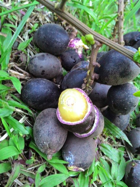Tanaman ini juga bisa dibilang mudah dalam penanamannya sebab bisa ditanam di dataran tinggi maupun rendah. Gambar Manfaat Makanan Detiksehat Buah Matoa Jenis ...