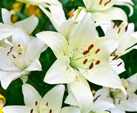 Bush with white flowers that smell good. Pin on LILY FLOWER