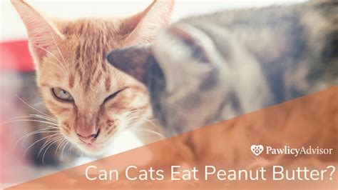 Can Cats Eat Peanut Butter Heres Everything You Need To Know