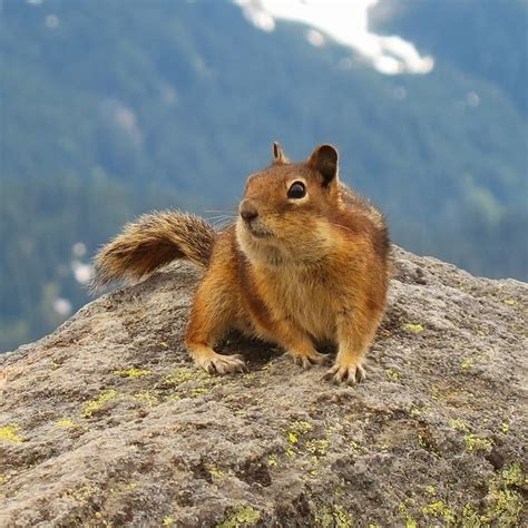 Nelson Ground Squirrel Animals Facts And Latest Pictures All Wildlife