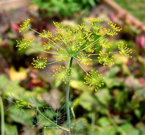Dill, an Easy to Grow Garden Herb - Home Garden Joy