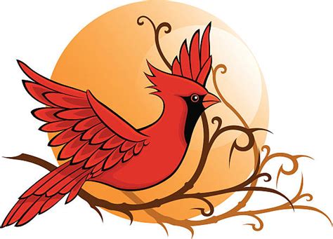 Northern Cardinal Flying Illustrations Royalty Free Vector Graphics