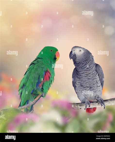 African Grey Parrot And Green Parakeet Perching Stock Photo Alamy