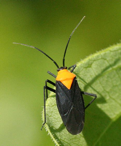 Black And Orange Bug Prepops Insitivus Bugguidenet