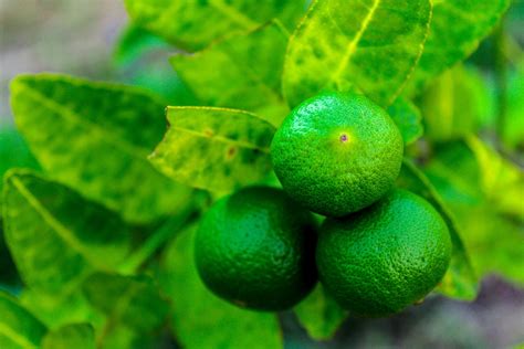 Fresh Limes On Lime Tree Free Stock Photo Public Domain Pictures