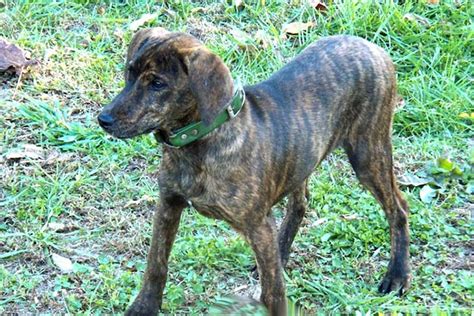 Treeing Tennessee Brindle Dog Breed Information